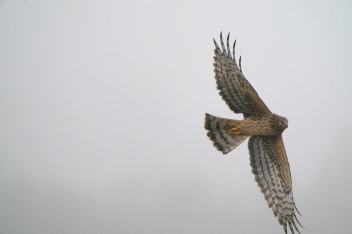 Northern Harrier - ML400657941