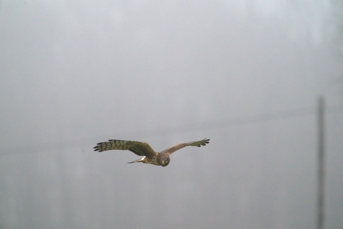 Northern Harrier - ML400657951