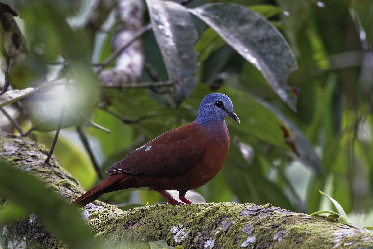 Blue-headed Wood-Dove - ML400658241