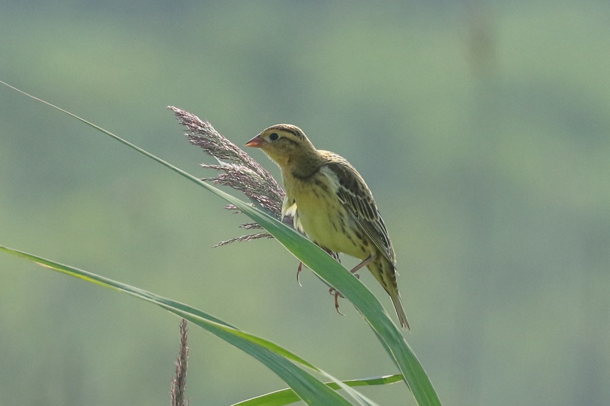 bobolink americký - ML400658771