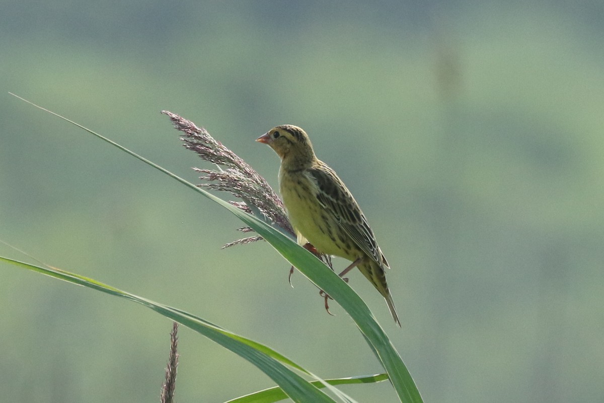 bobolink americký - ML400658791