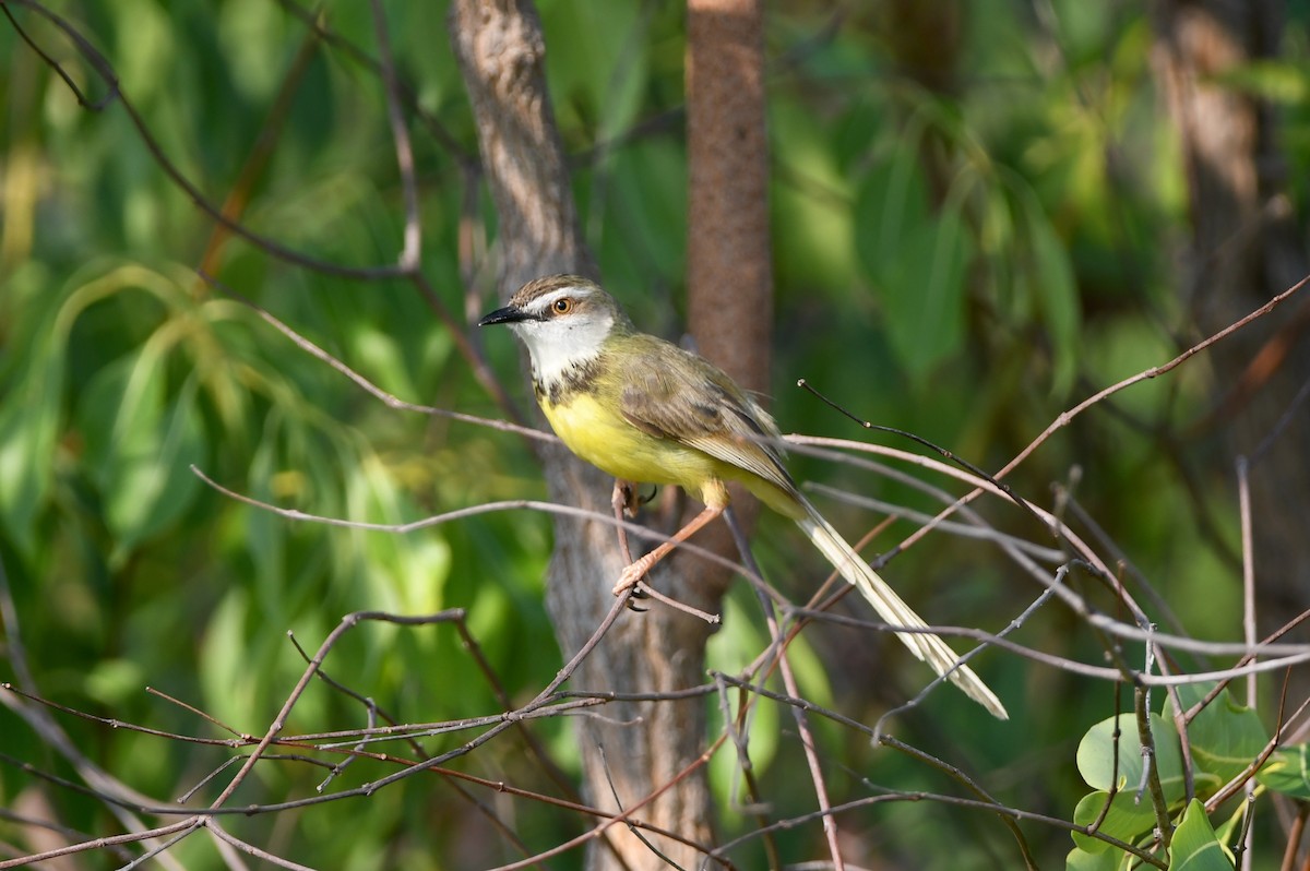 Black-chested Prinia - ML400663591