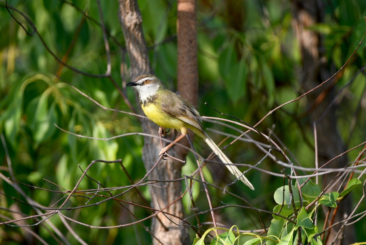 Black-chested Prinia - ML400663711