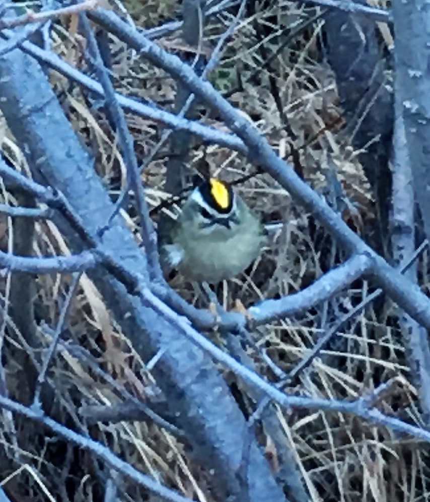 Golden-crowned Kinglet - ML40066381