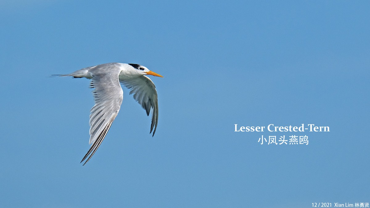 Lesser Crested Tern - ML400664371