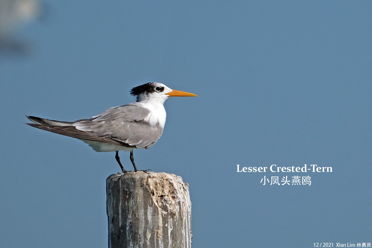 Lesser Crested Tern - ML400664381