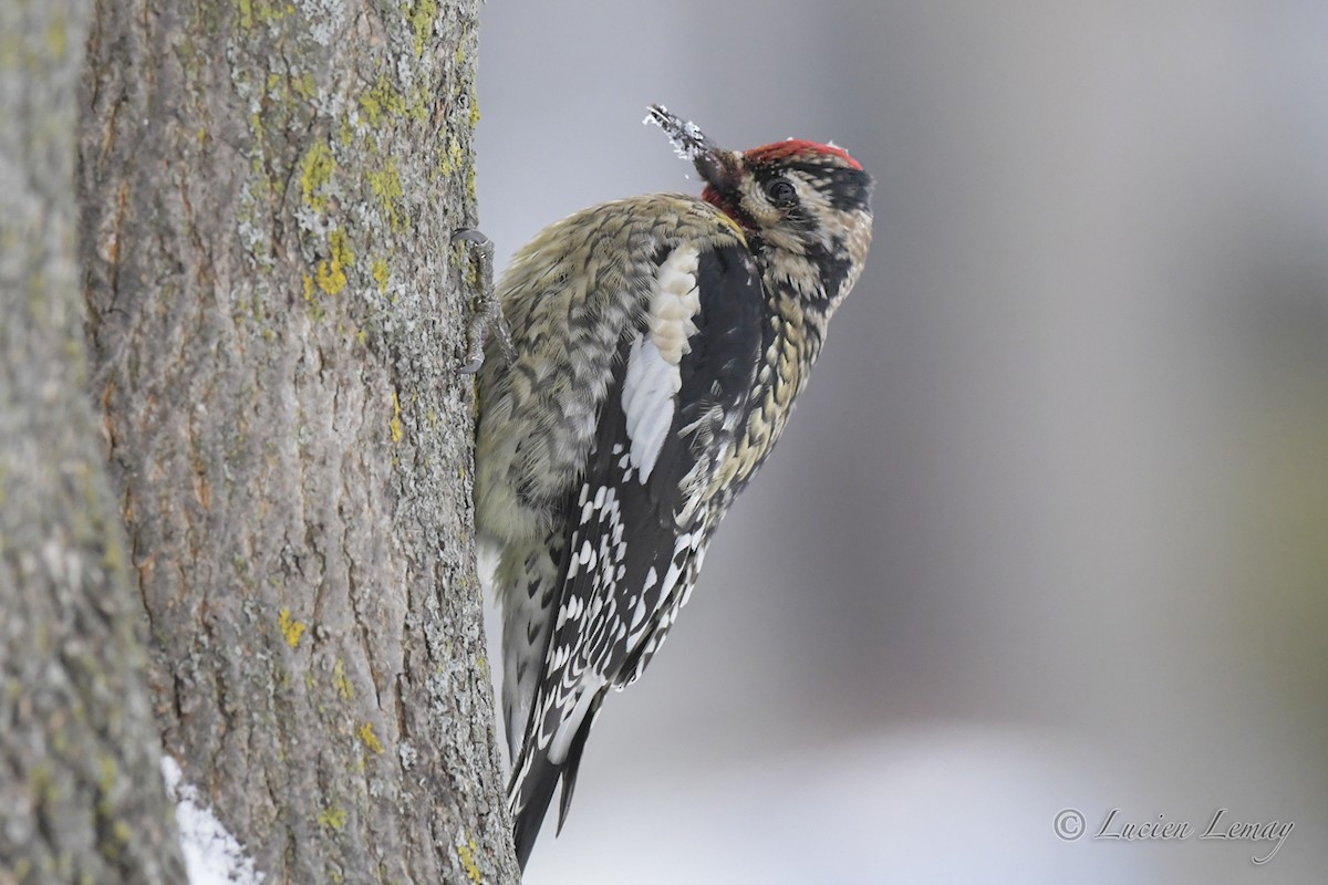 Yellow-bellied Sapsucker - Lucien Lemay