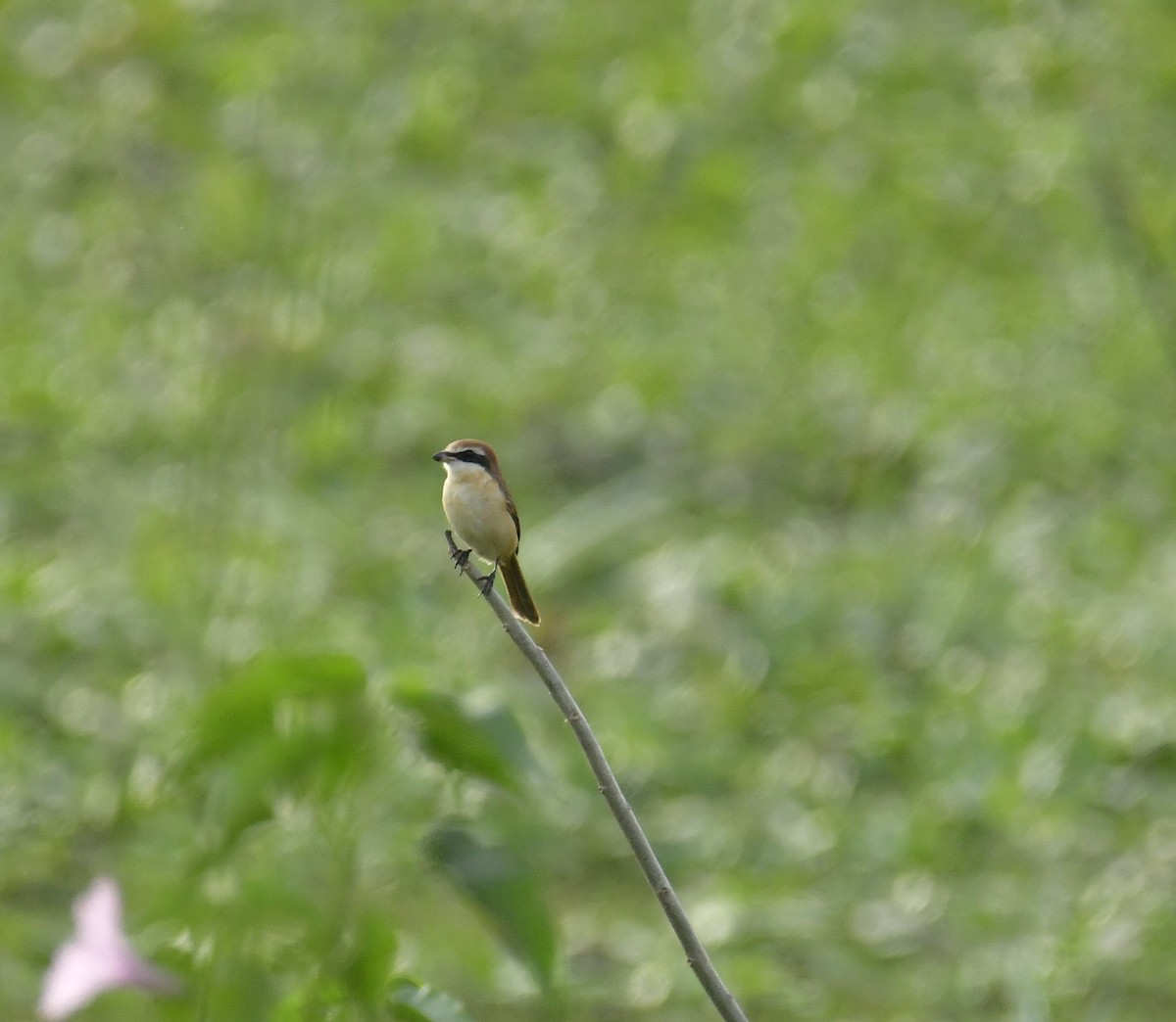 Brown Shrike - ML400669891