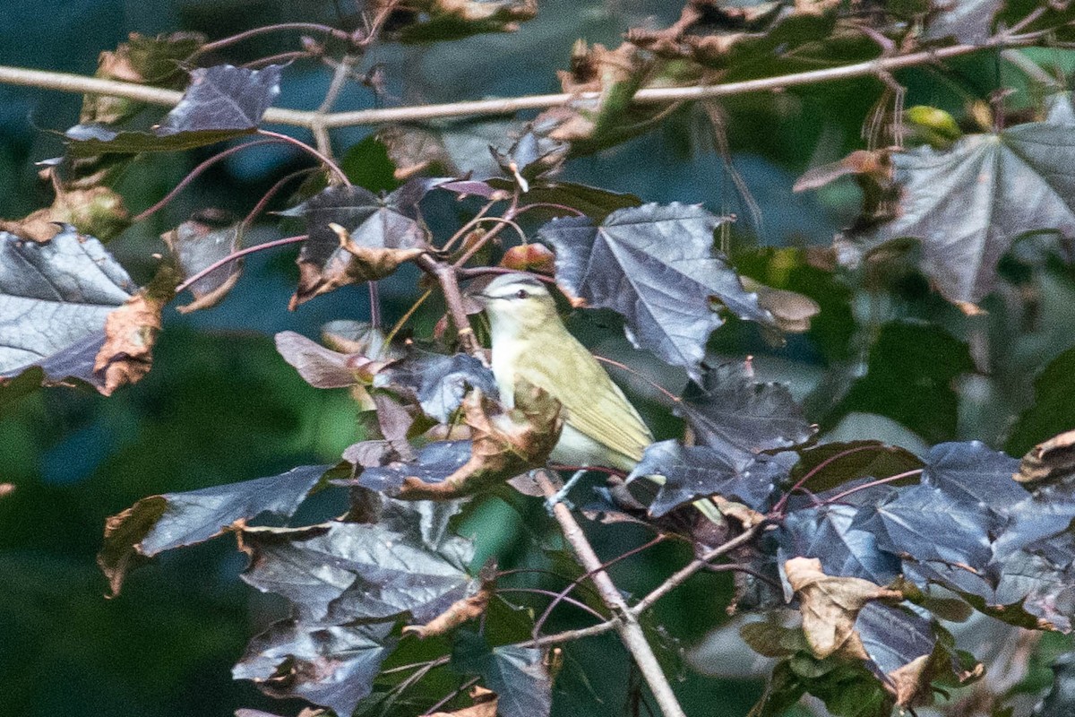 Red-eyed Vireo - ML400671891