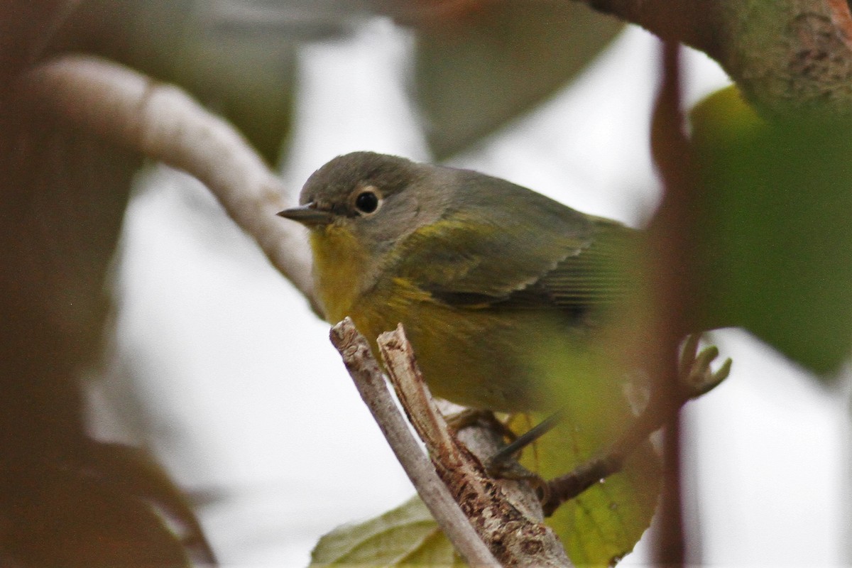 Nashville Warbler - ML400672321