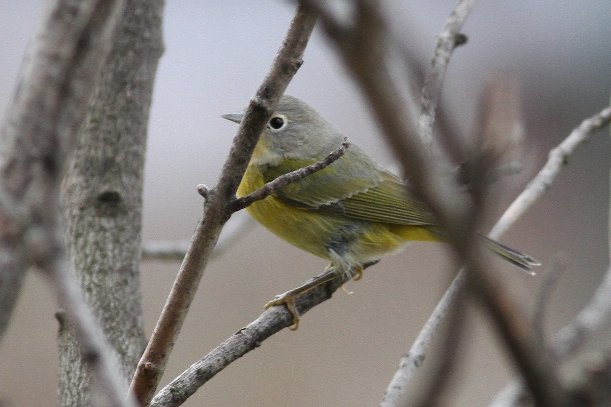 Nashville Warbler - ML400672331