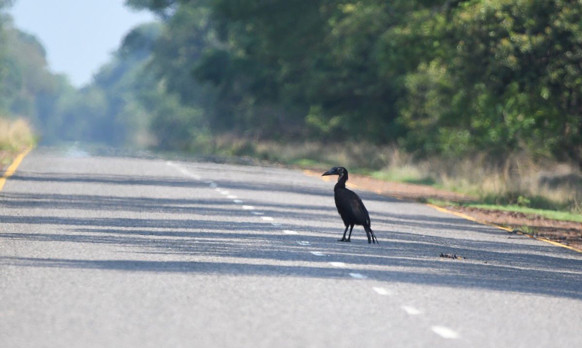 Southern Ground-Hornbill - ML400673541