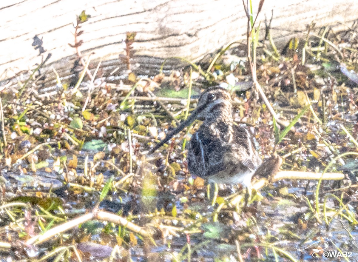 Wilson's Snipe - William Blodgett Jr.