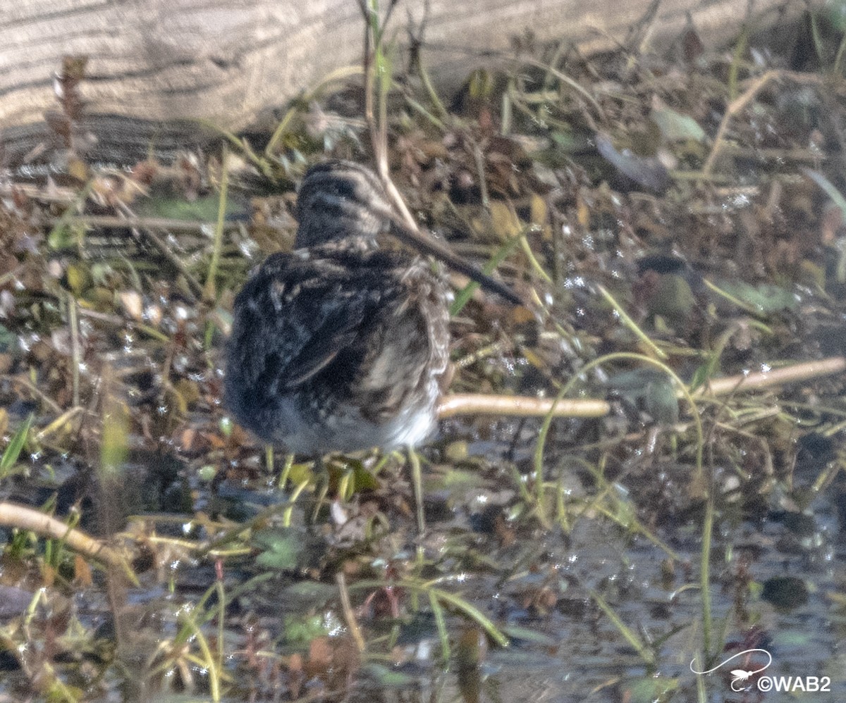 Wilson's Snipe - William Blodgett Jr.