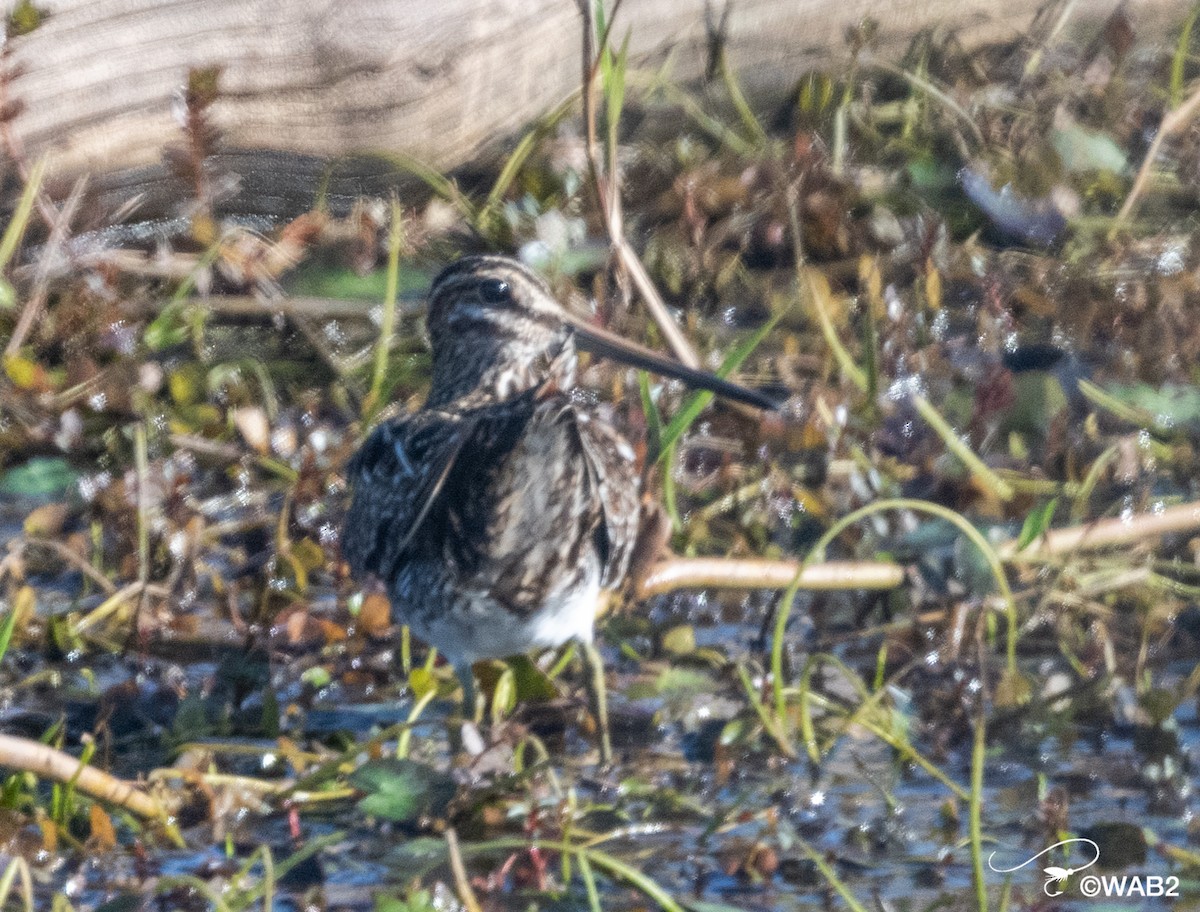 Wilson's Snipe - William Blodgett Jr.