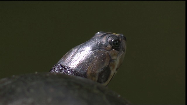 Turtles and Tortoises - ML400674