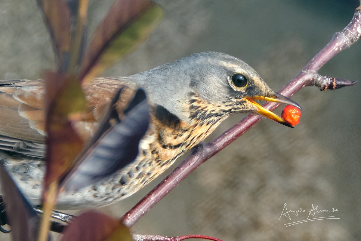 Fieldfare - ML400674831