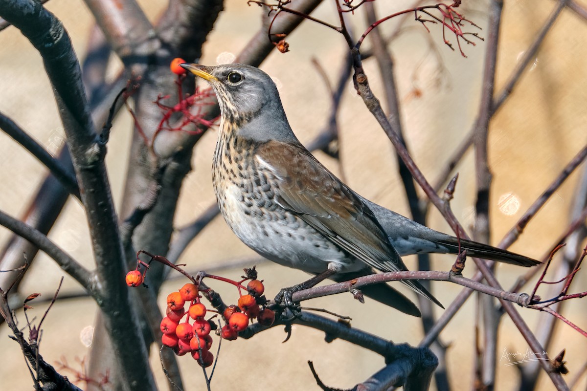 Fieldfare - ML400674881