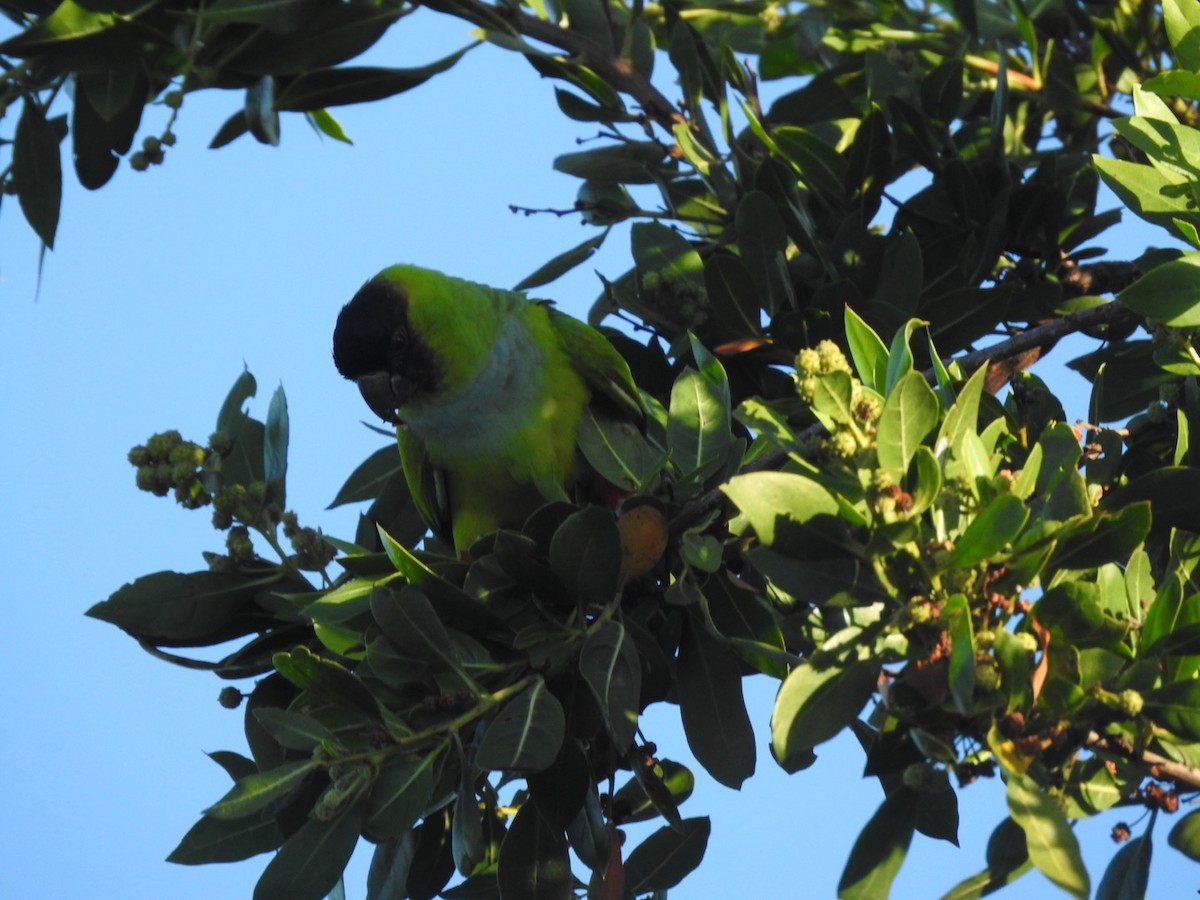 クロガミインコ - ML400675481