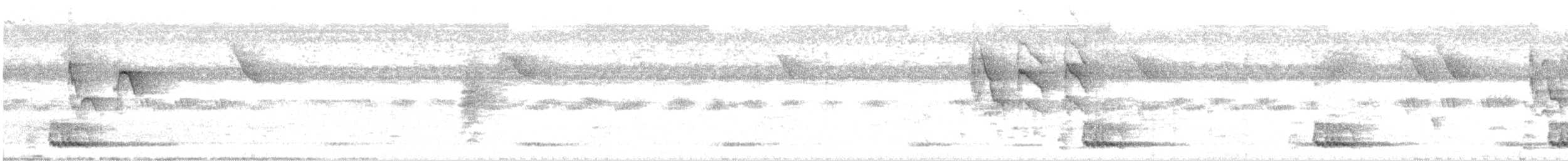 barbet bělolící - ML400675801