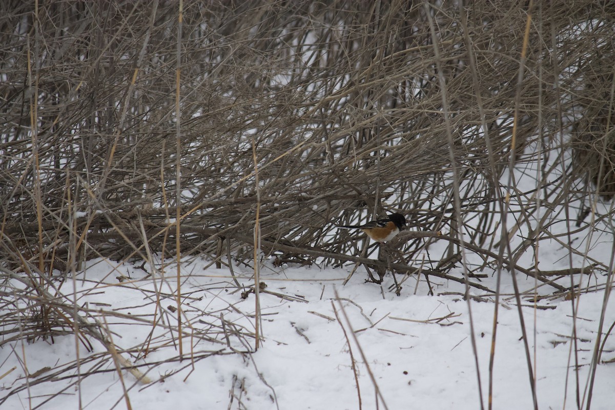 Tohi tacheté - ML400678191