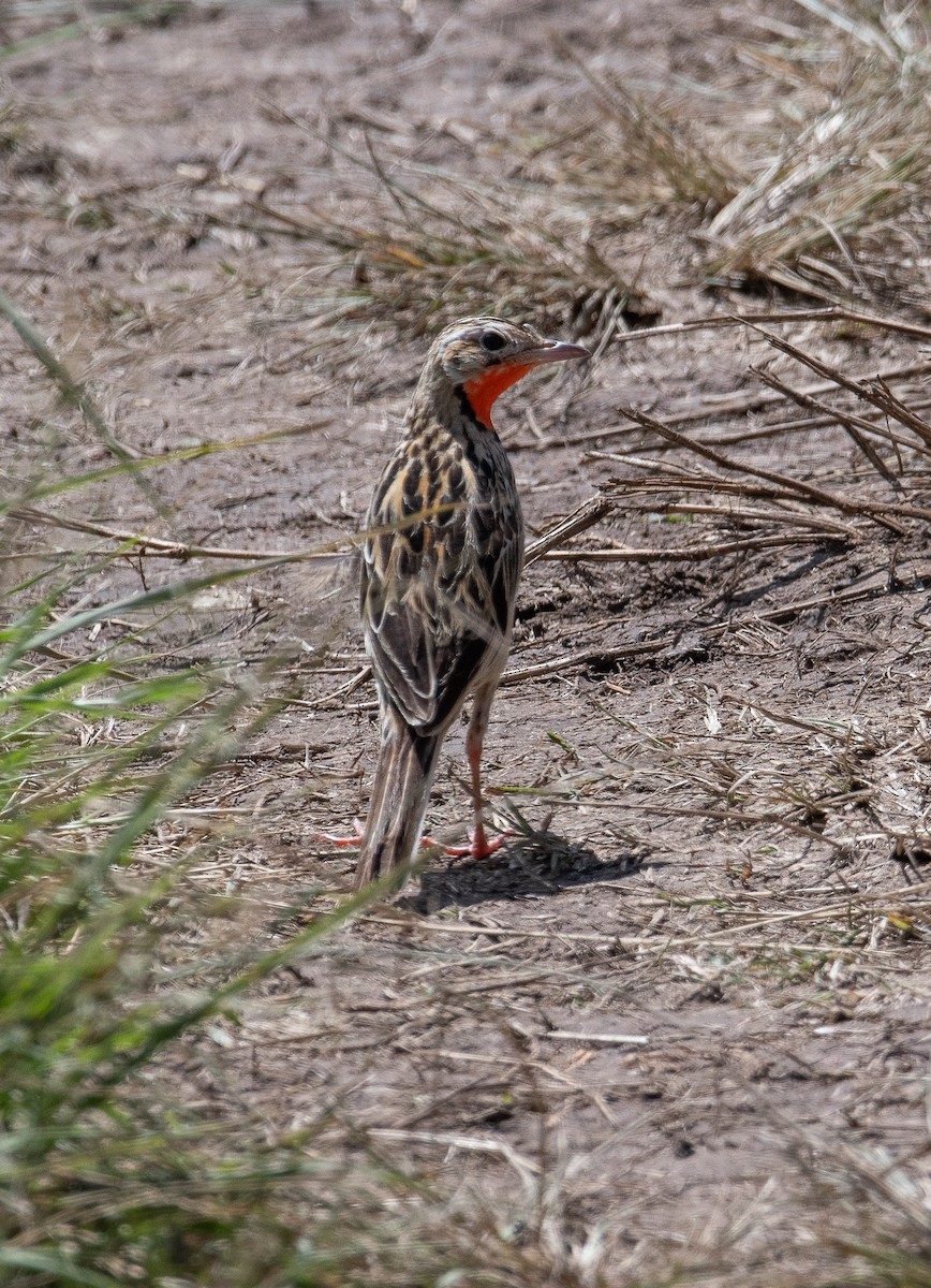 Rosy-throated Longclaw - ML400679011