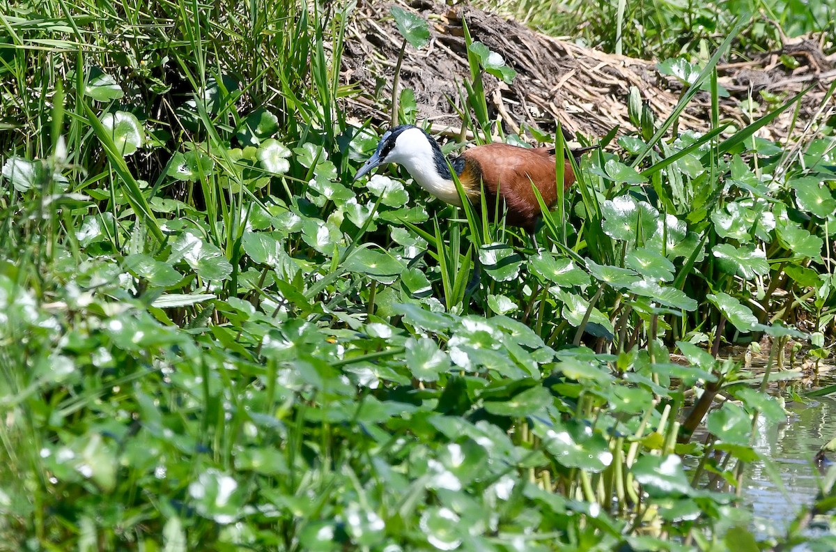 Jacana à poitrine dorée - ML400679051