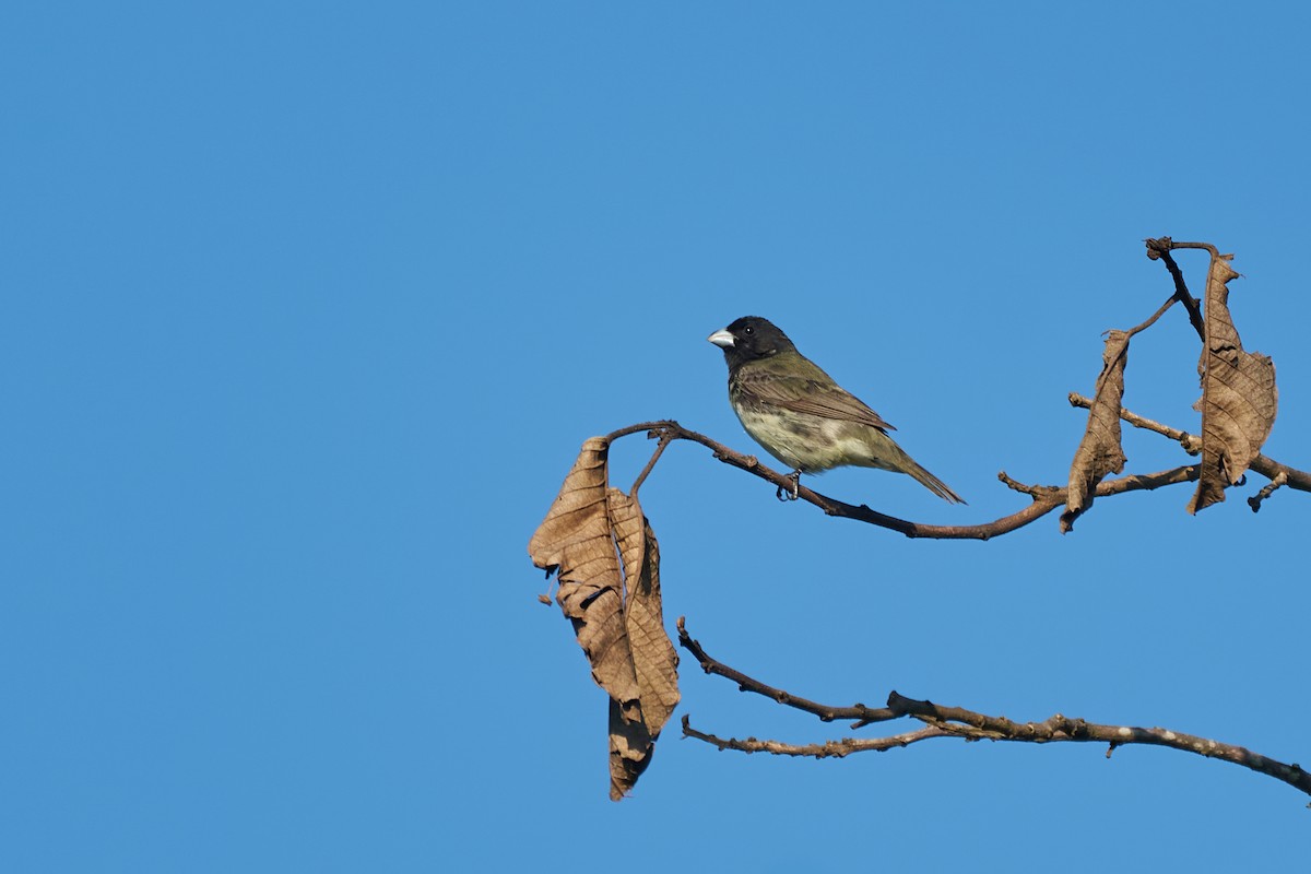 Yellow-bellied Seedeater - ML400679121