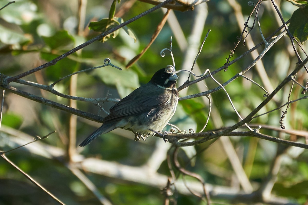 Double-collared Seedeater - ML400679191