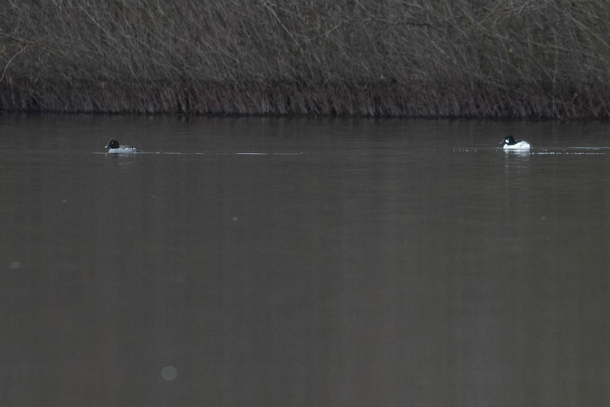 Common Goldeneye - ML400679211