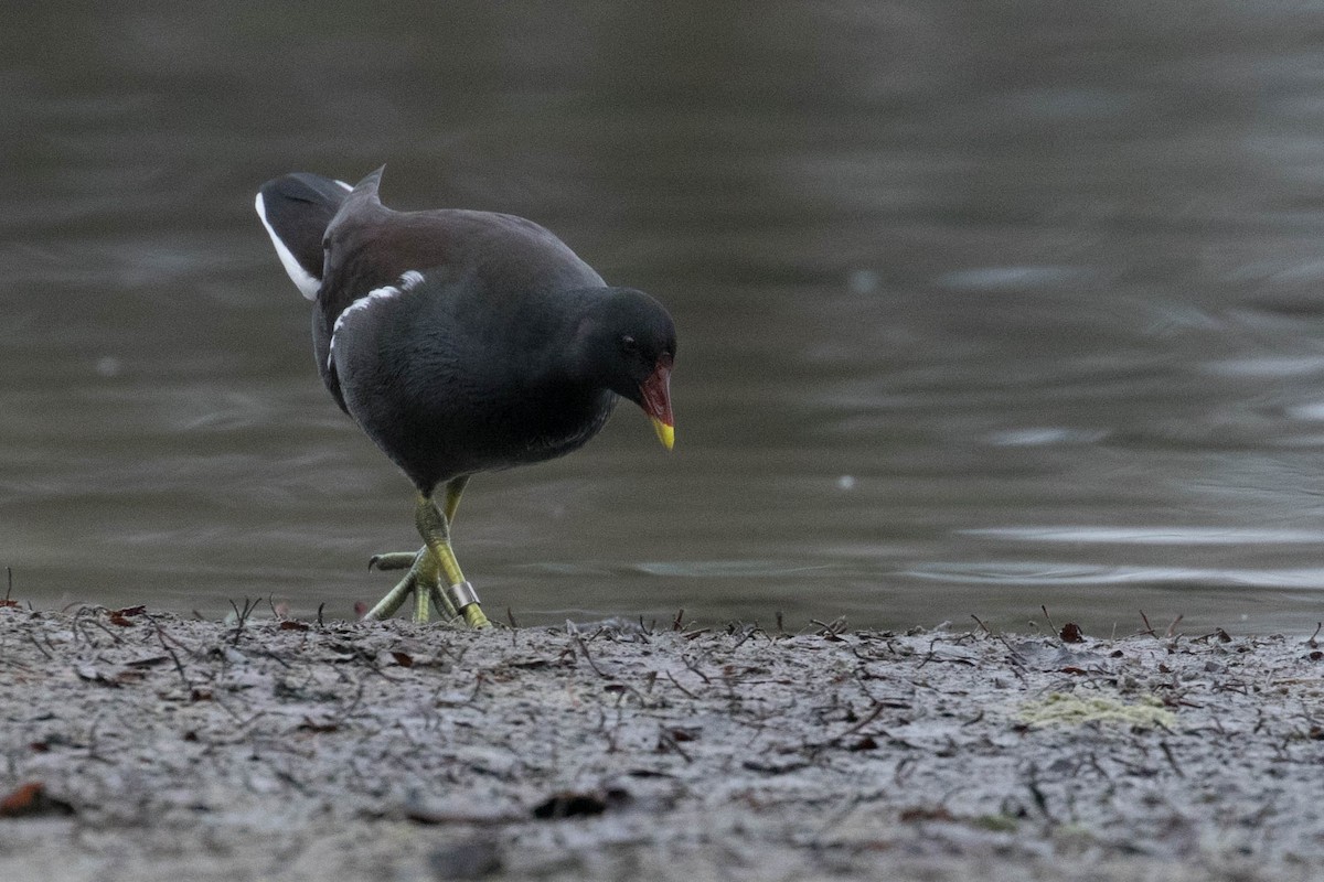 Eurasian Moorhen - ML400679301