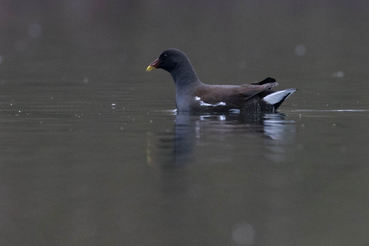 Eurasian Moorhen - Leo Damrow