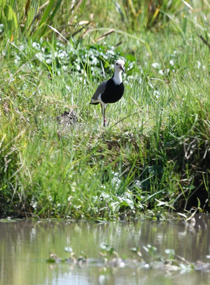 Long-toed Lapwing - ML400679411