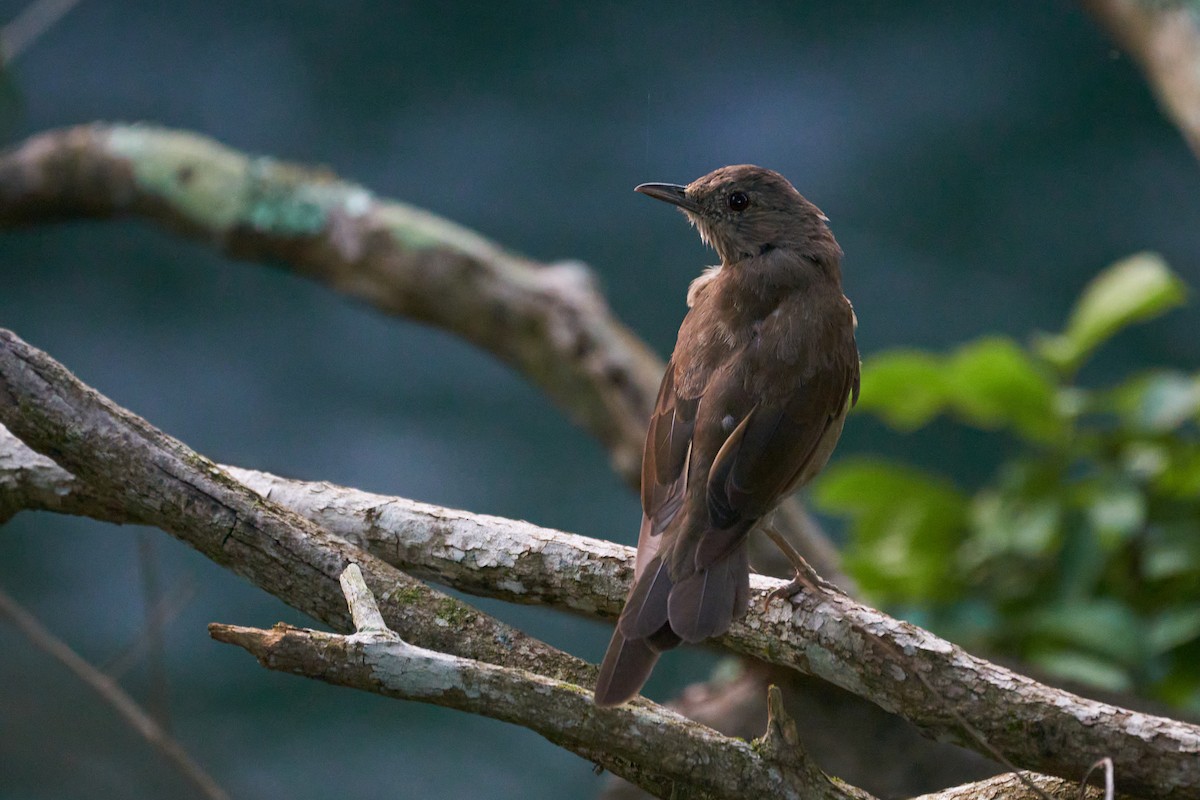 Pale-breasted Thrush - ML400679551