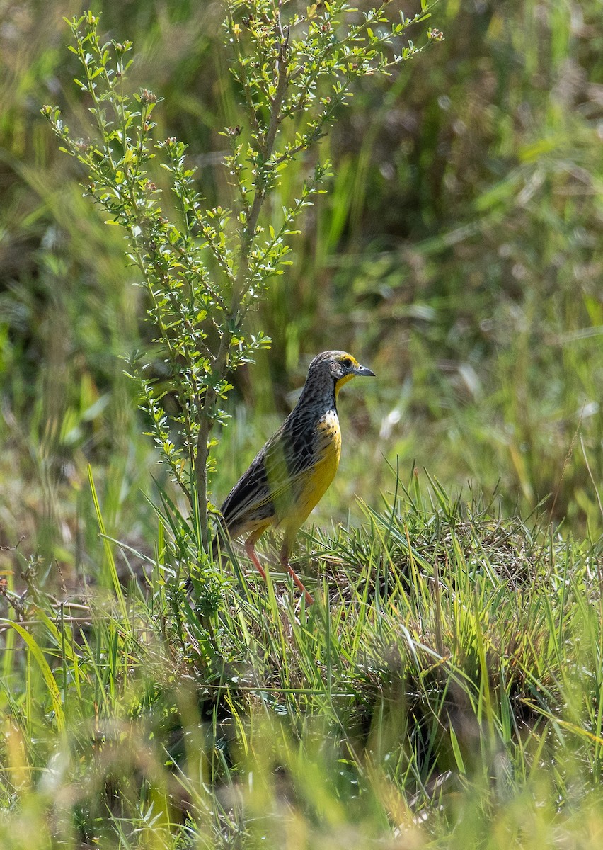 Yellow-throated Longclaw - ML400679841