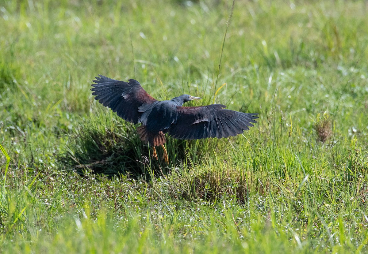 Rufous-bellied Heron - ML400679891