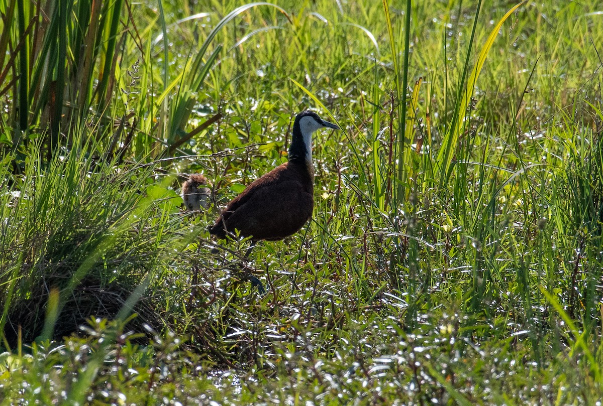 Jacana à poitrine dorée - ML400679951