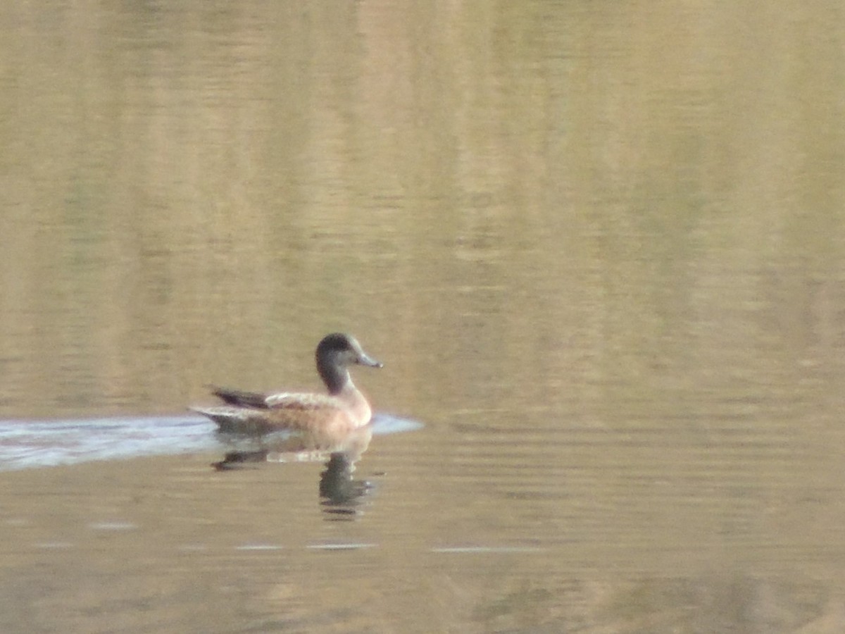 American Wigeon - Darrell  Good