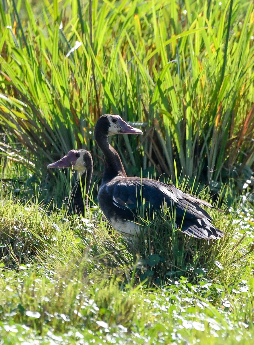 Spur-winged Goose - ML400680081