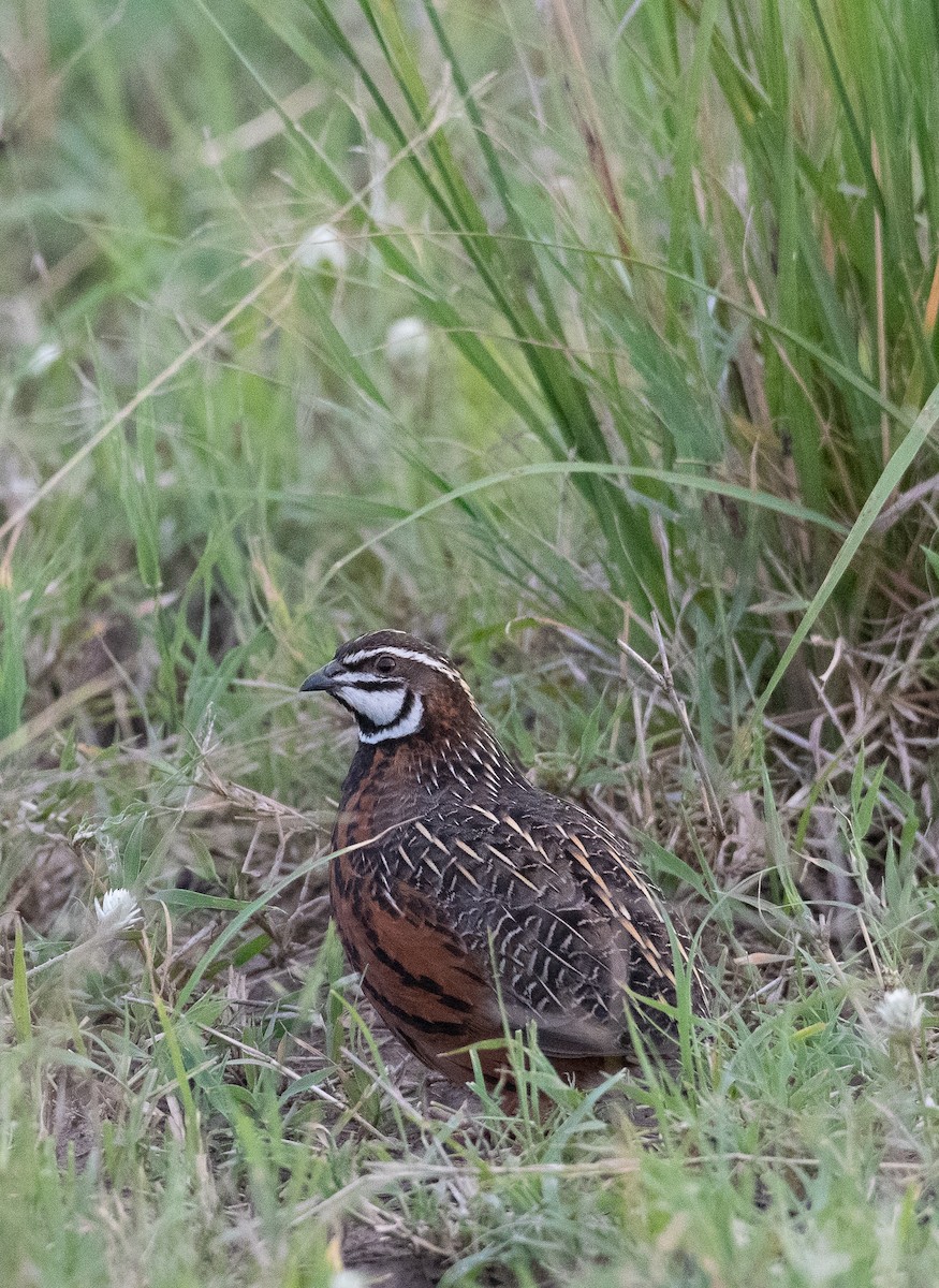 Harlequin Quail - ML400682441