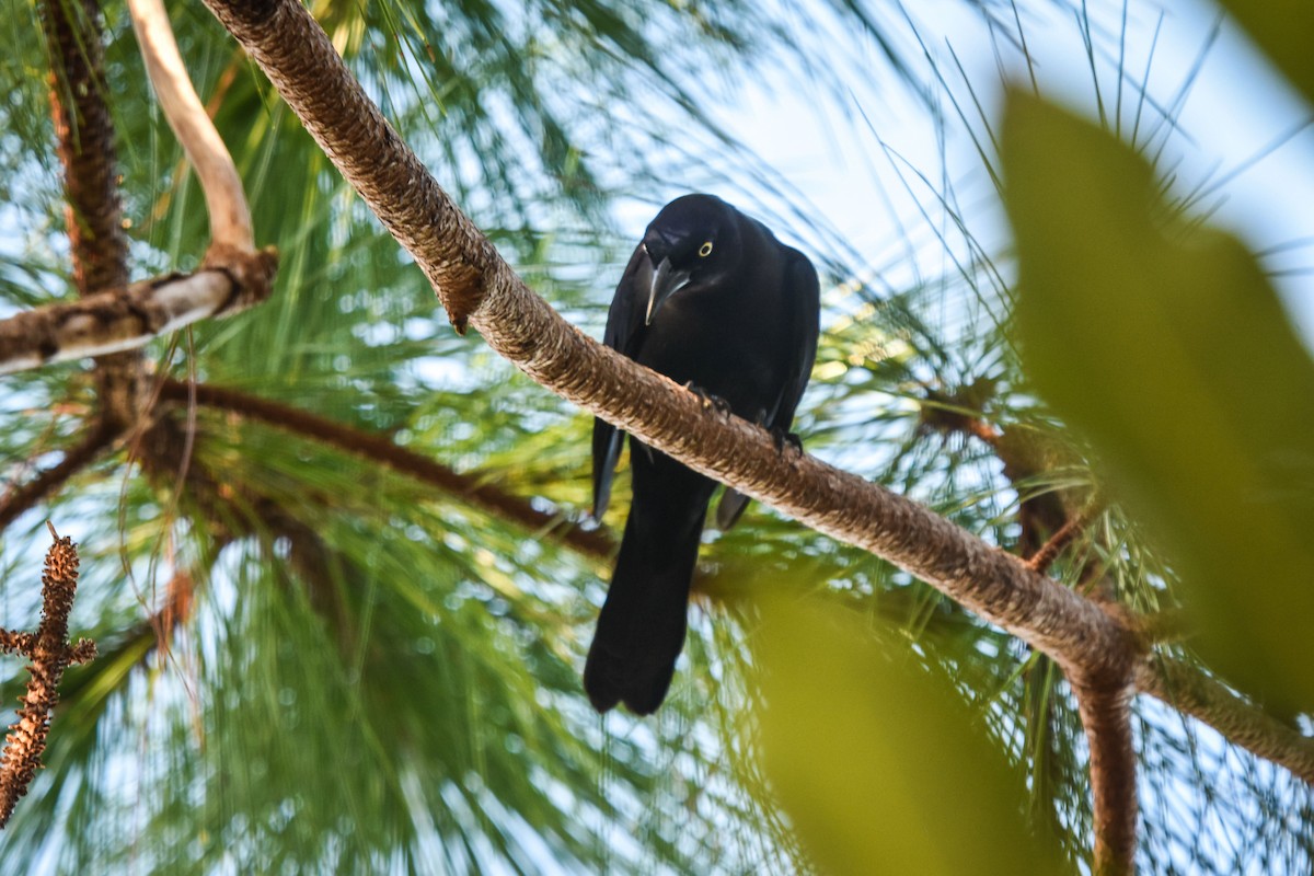 Common Grackle - Austin Bell