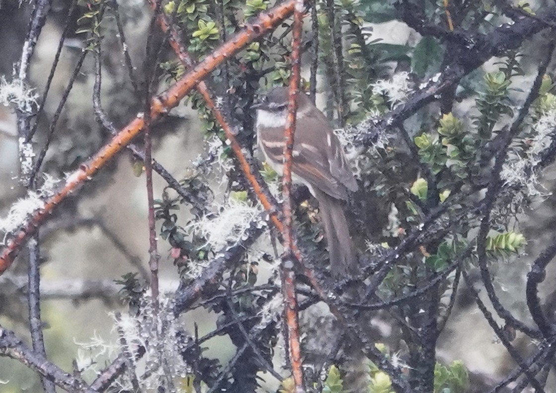 White-throated Tyrannulet - Peter Blancher