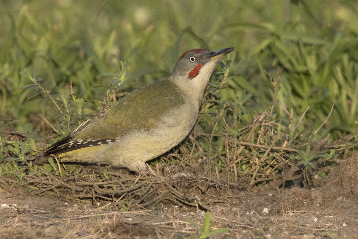 Iberian Green Woodpecker - Joan Cabellos