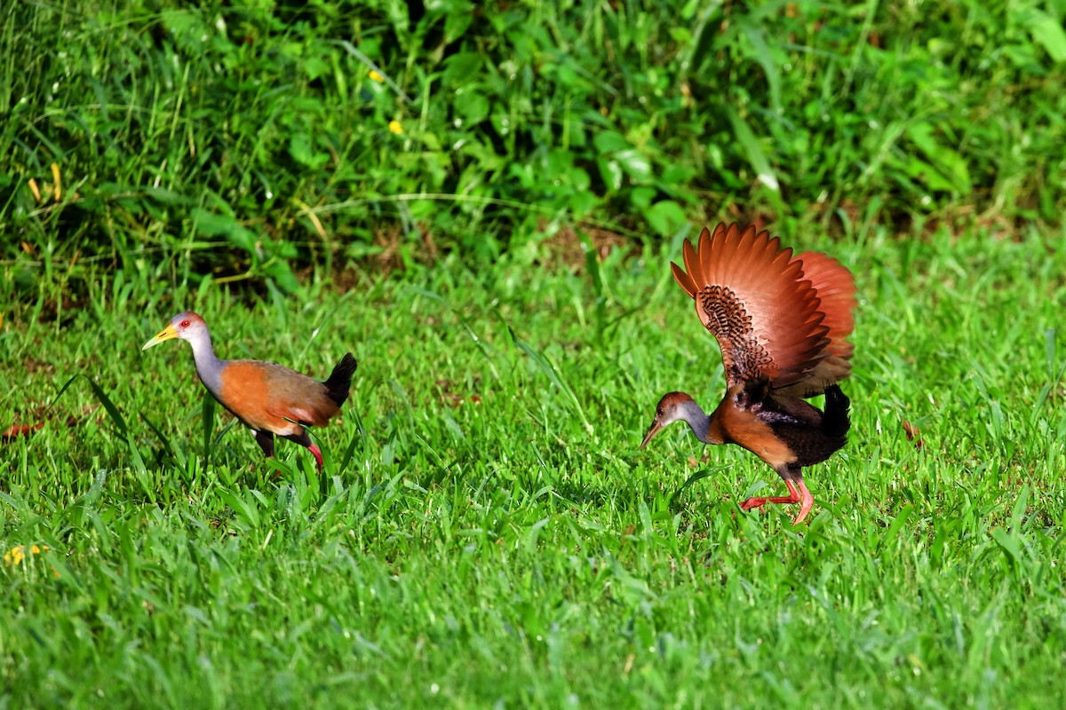 Russet-naped Wood-Rail - ML400685001