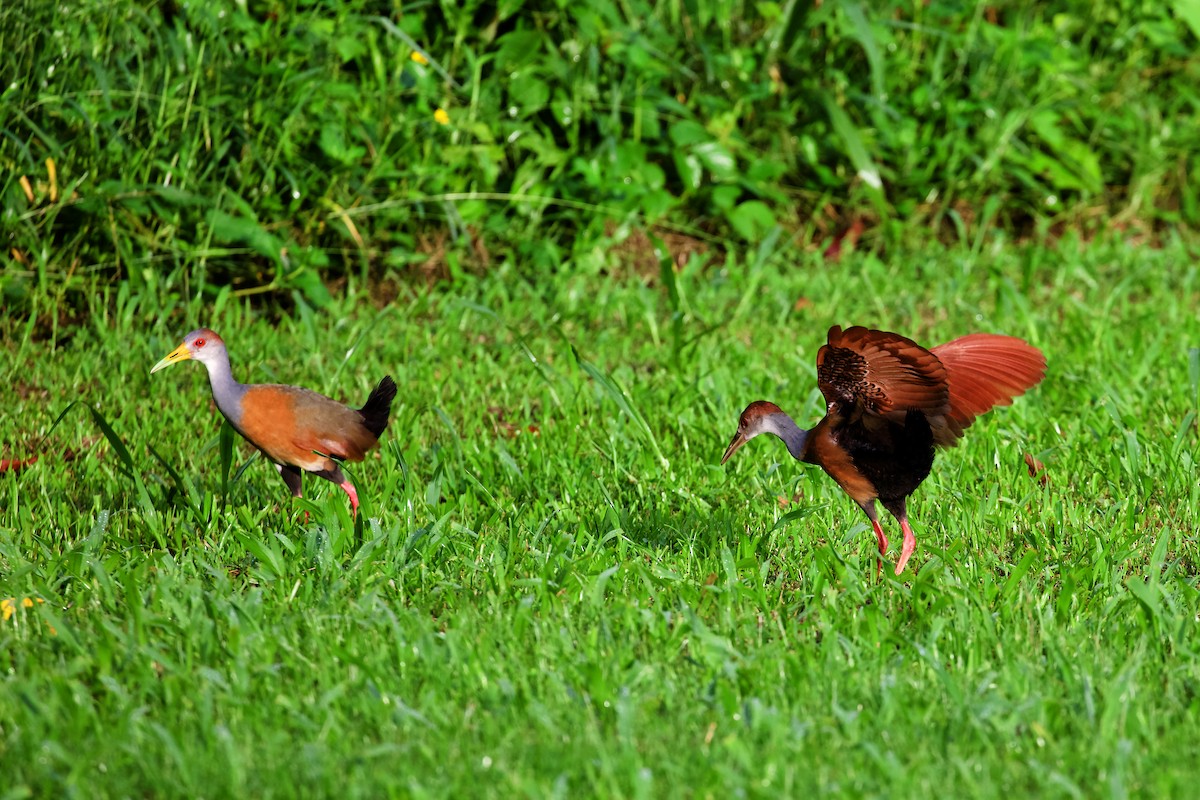 Russet-naped Wood-Rail - ML400685071