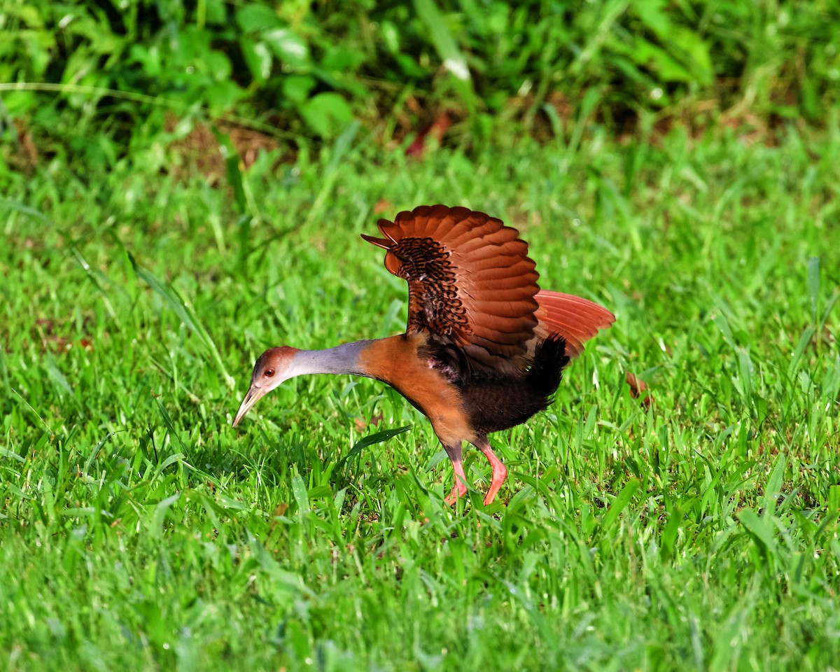 Russet-naped Wood-Rail - ML400685081