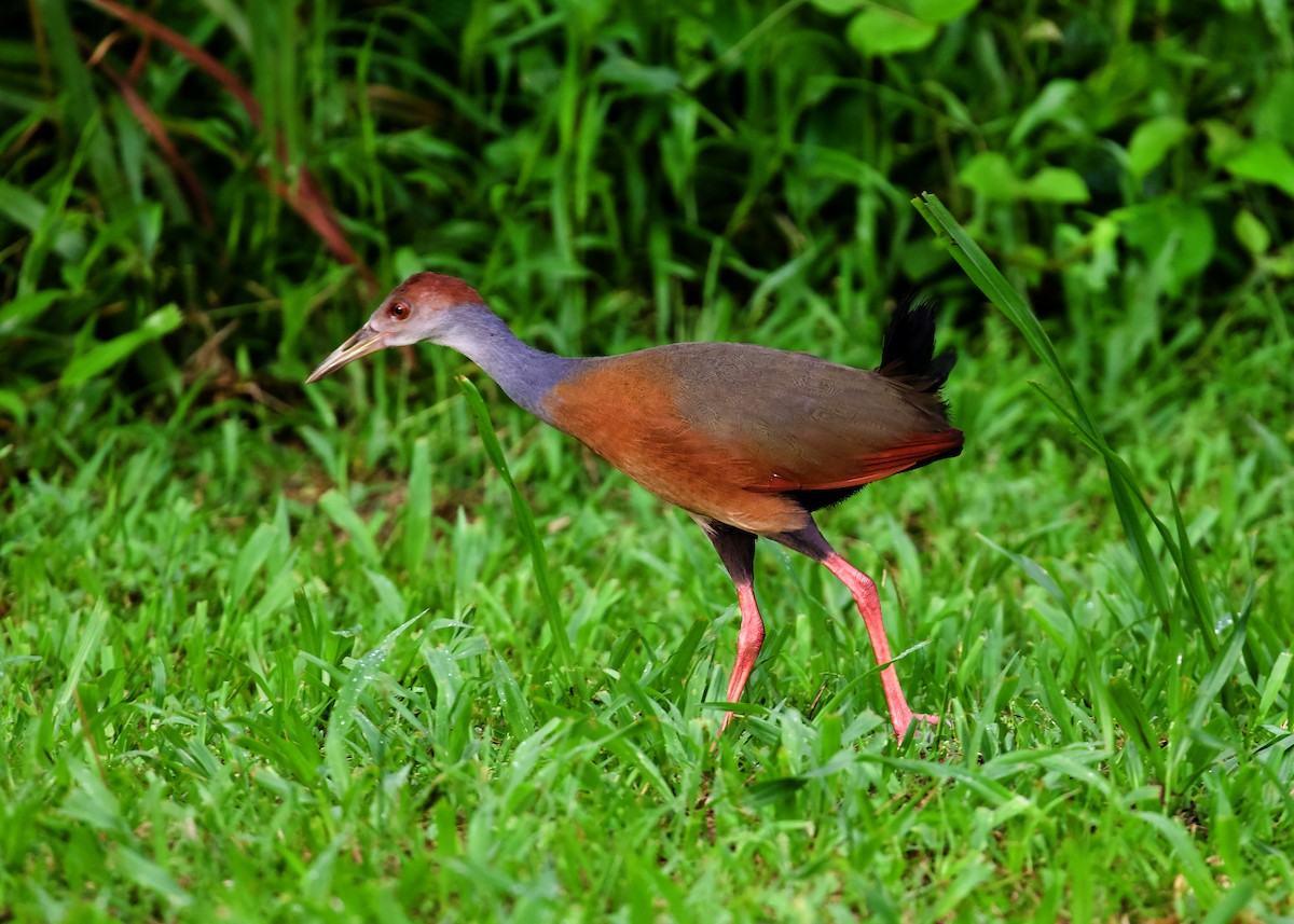 Russet-naped Wood-Rail - Peder Svingen