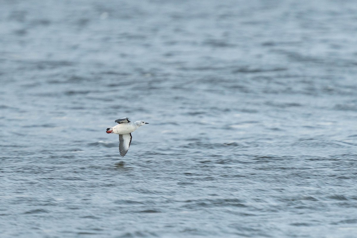 Black Guillemot - Colin Leslie