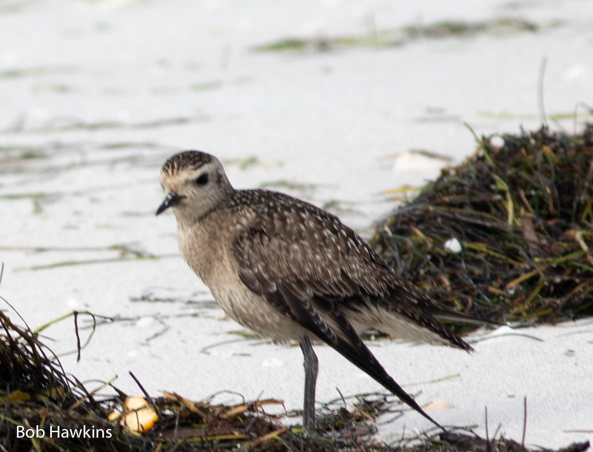 American Golden-Plover - ML400685991