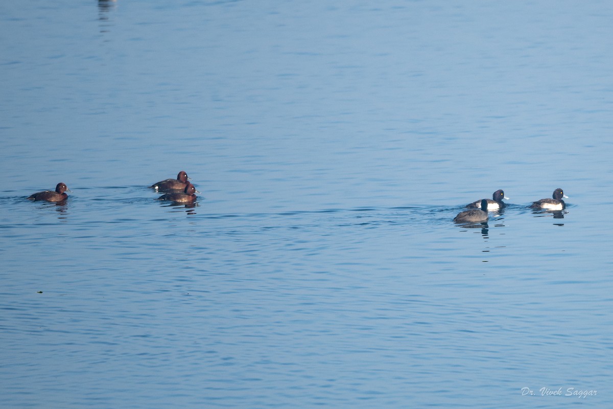 Ferruginous Duck - ML400688501